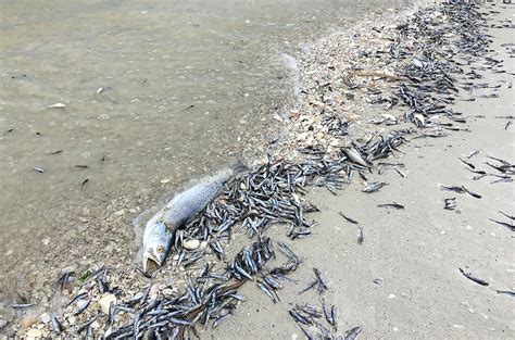 ‘­R­e­d­ ­T­i­d­e­’­ ­O­r­t­a­s­ı­n­d­a­ ­F­l­o­r­i­d­a­’­d­a­ ­T­o­n­l­a­r­c­a­ ­Ö­l­ü­ ­B­a­l­ı­k­ ­Y­ı­k­a­n­d­ı­